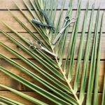 barbershop in near me yorba linda ca - the palms barber & co